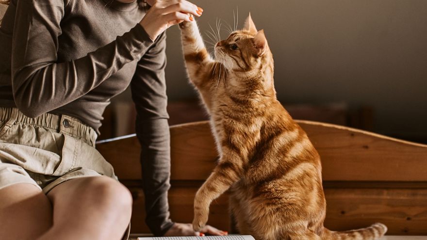 Aktualności Dziś Międzynarodowy Dzień Kota – Spędź aktywnie czas ze swoim pupilem!