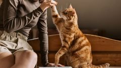 Aktualności Dziś Międzynarodowy Dzień Kota – Spędź aktywnie czas ze swoim pupilem!
