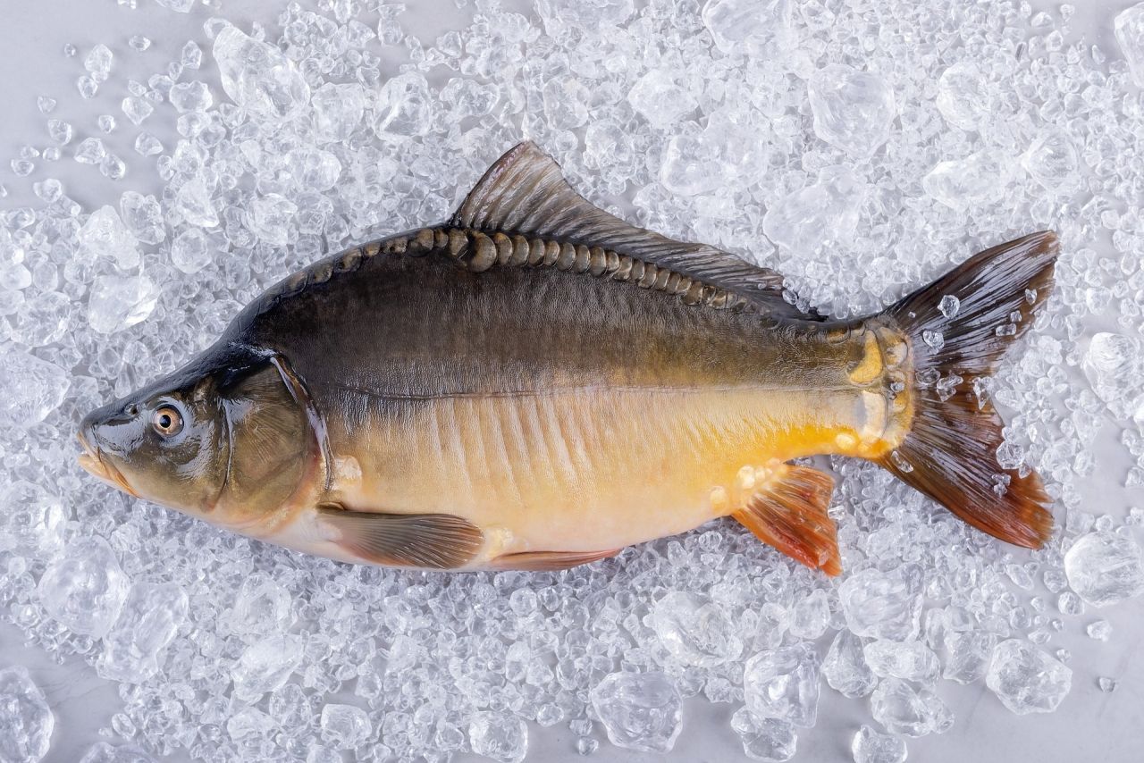 Jak rozpoznać świeżego karpia?