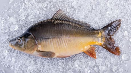 Jak rozpoznać świeżego karpia?