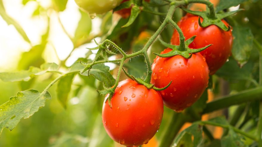 Przetwory Rola pomidorów w diecie