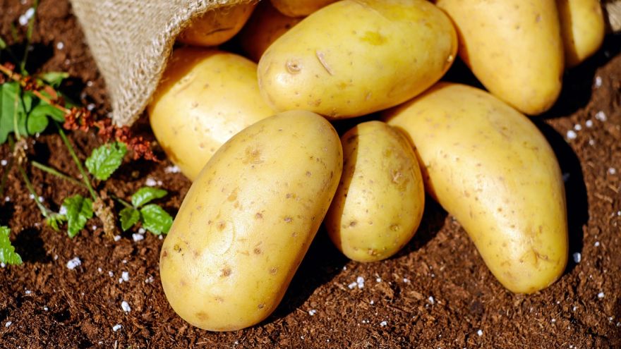 Sprawdź, które metody przygotowania ziemniaków będą dla Ciebie najlepsze